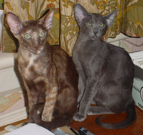 Imp & Storm 8-3-0502